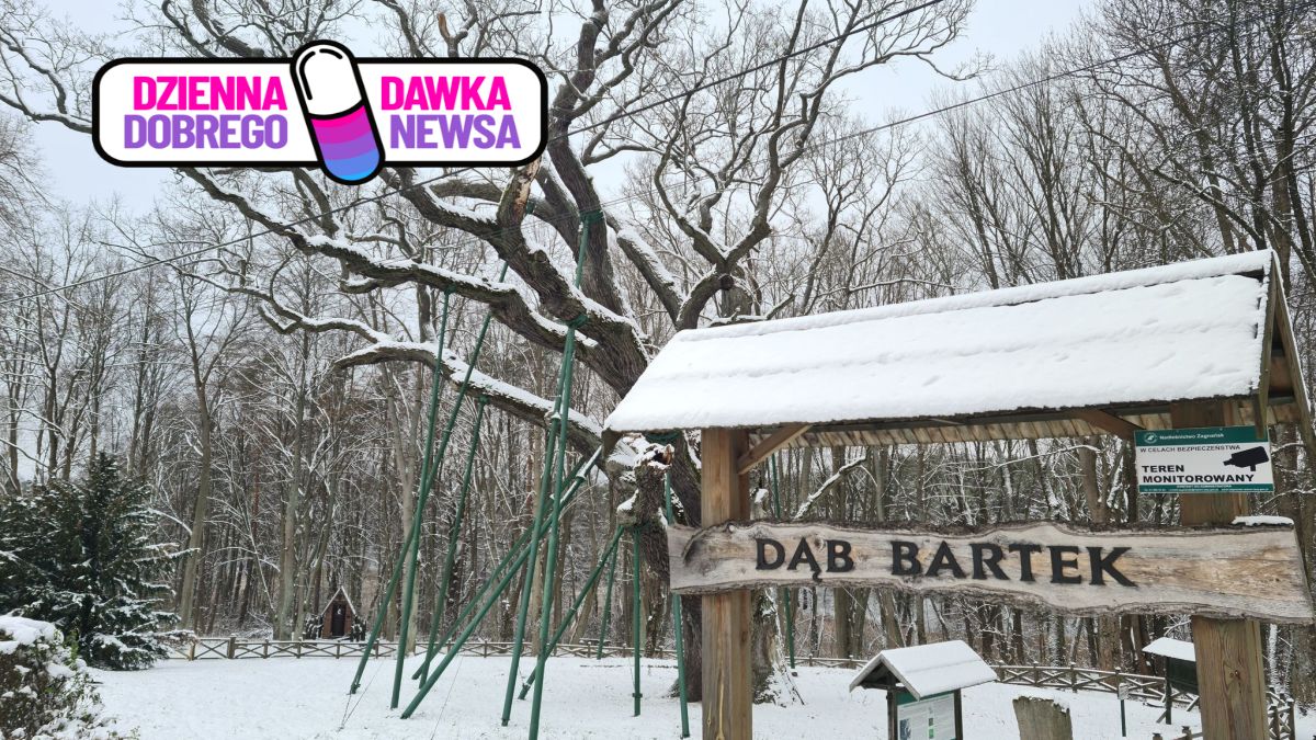 Dąb Bartek to jedno z najsłynniejszych drzew w Polsce