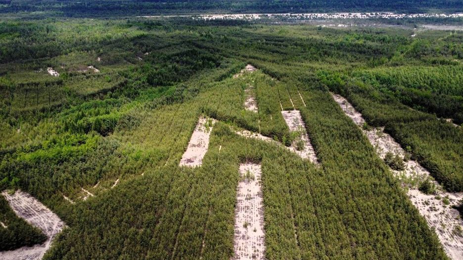Niesamowite lasy Bukowna układają się w dziwne kształty!