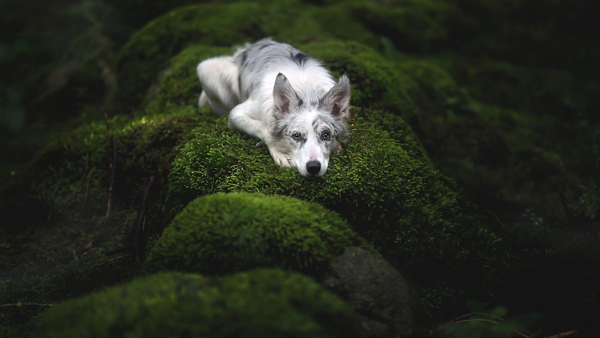 "Pragnienie cudów" to spełnione marzenia Alicji Zmysłowskiej - psiej portrecistki 1