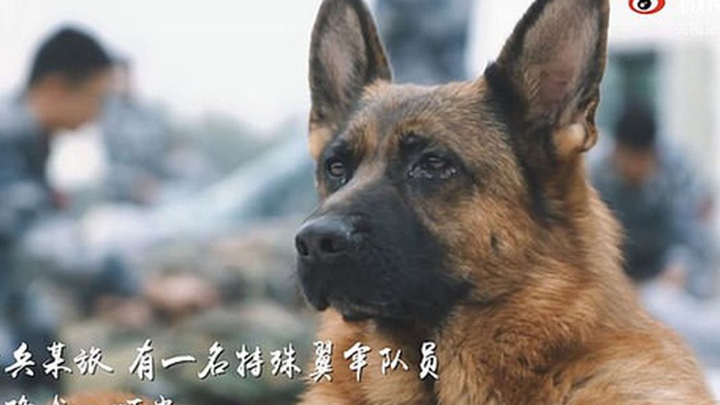 Owczarek niemiecki Ding Dang