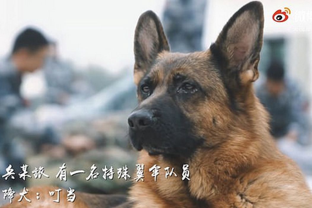 Pokazała to chińska telewizja. Niesamowite jak armia wyszkoliła tego psa