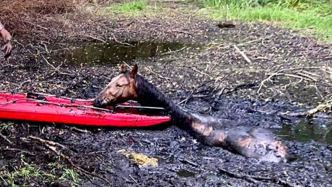 Konie wpadły do bagna. Strażacy mieli trudne zadanie 