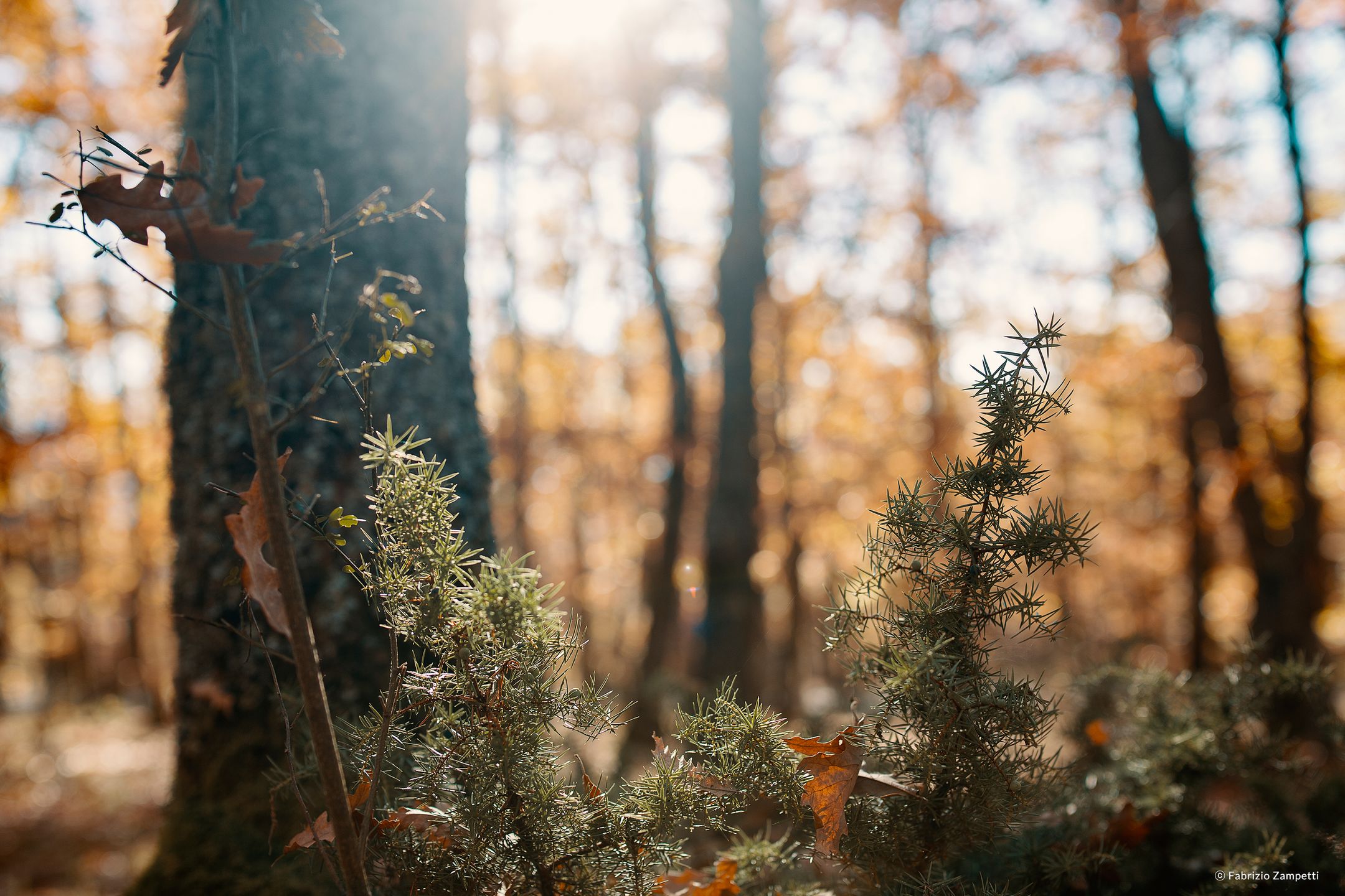 Samyang XP 35 mm f/1.2 do pełnoklatkowych Canonów już w styczniu 6
