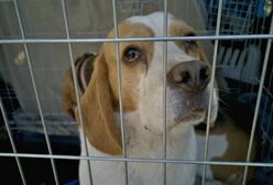 Dramat zwierząt w gminie Kartuzy. Znaleziono ponad 100 martwych psów