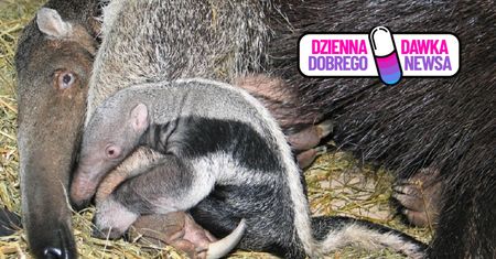 Okrągłe urodziny mrówkojada Yuri. Warszawskie zoo świętuje rekord