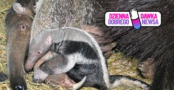 Okrągłe urodziny mrówkojada Yuri. Warszawskie zoo świętuje rekord
