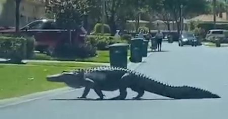 Widok jak z horroru. Po mieście spacerował gigantyczny aligator