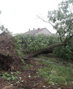 Działo się w nocy w środę. W Chorwacji wiatr wyrywał drzewa z korzeniami