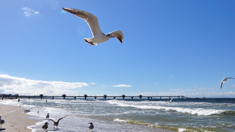 Pogoda plaża Bałtyk wakacje upał słońce Polska mewy