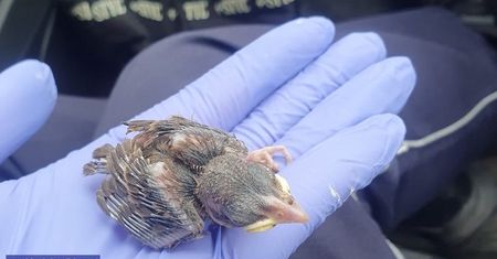 Dolny Śląsk. Policja uratowała… pisklę i jeża. Nietypowa interwencja