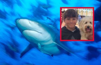 Rekin zaatakował 12-latka. Są najnowsze informacje o jego stanie