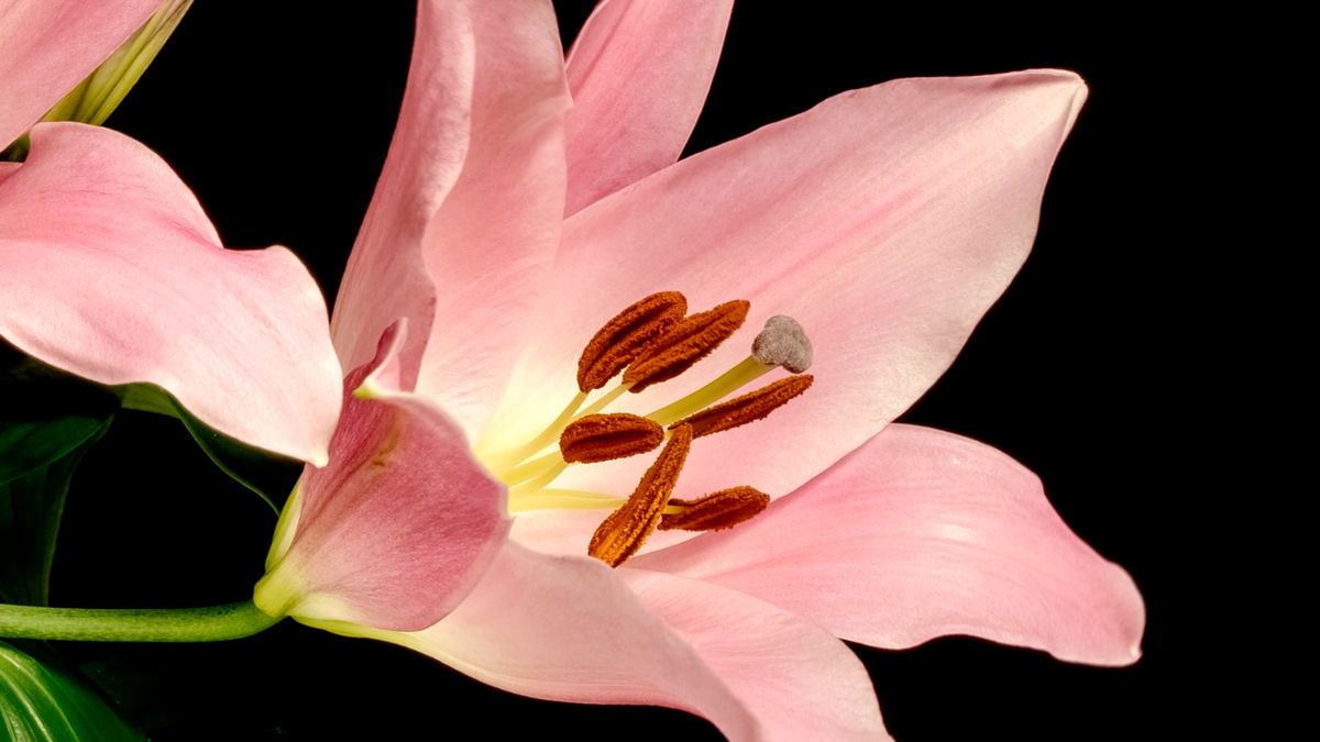 40 000 klatek i ponad 900 godzin rozkwitania pięknych kwiatów 1