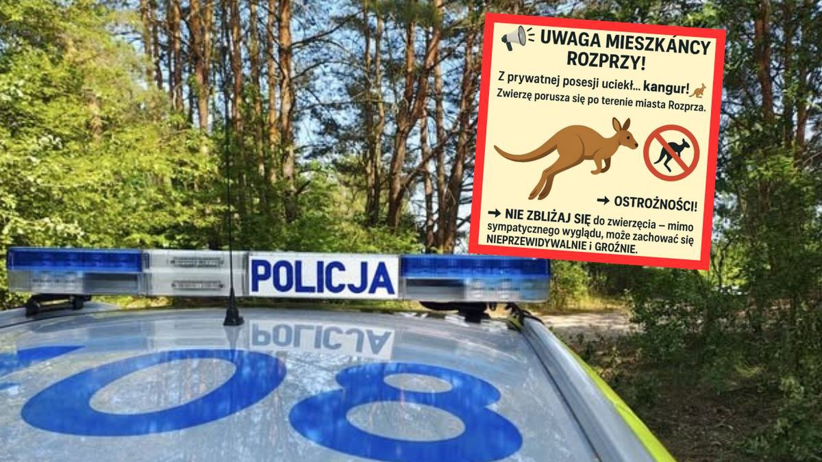 Kangur na wolności w woj. łódz mieszkańcy proszeni o ostrożność