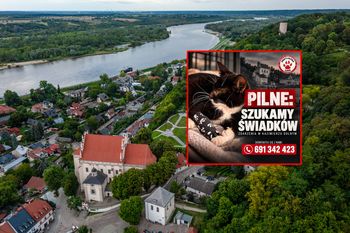 Znęcano się nad kotem? Fundacja ujawnia szokujące szczegóły