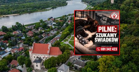 Znęcano się nad kotem? Fundacja ujawnia szokujące szczegóły