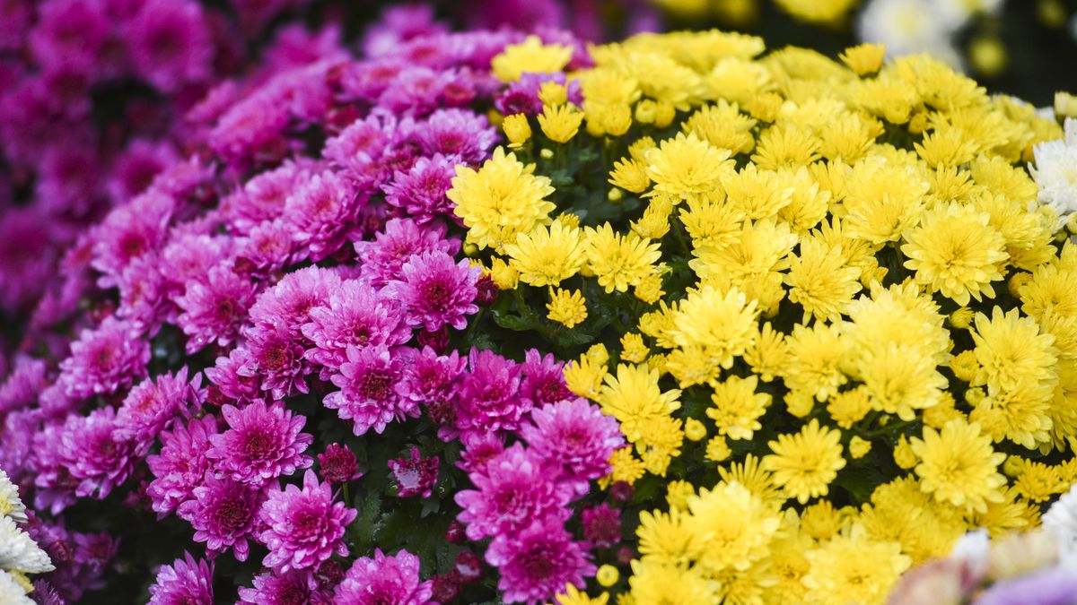 Chryzantemy