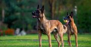 Sułkowice: Scooby dołączył do policyjnej  świty czworonogów