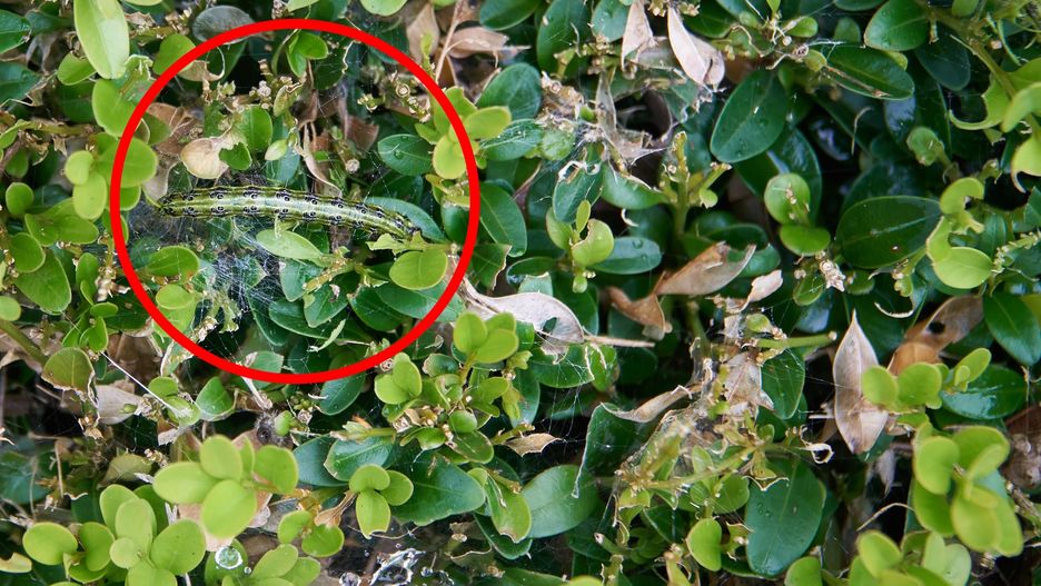 Ćma bukszpanowa może w krótkim czasie zrujnować krzewy bukszpanu