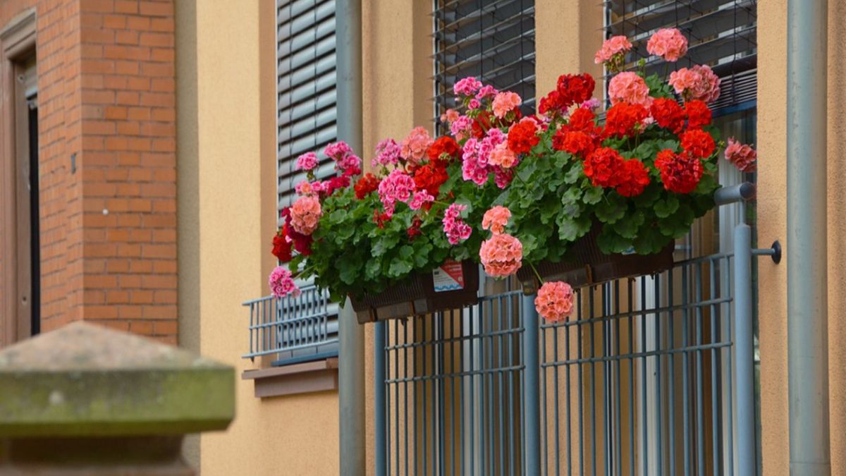 Domowa odżywka do pelargonii: jak ją wykonać?