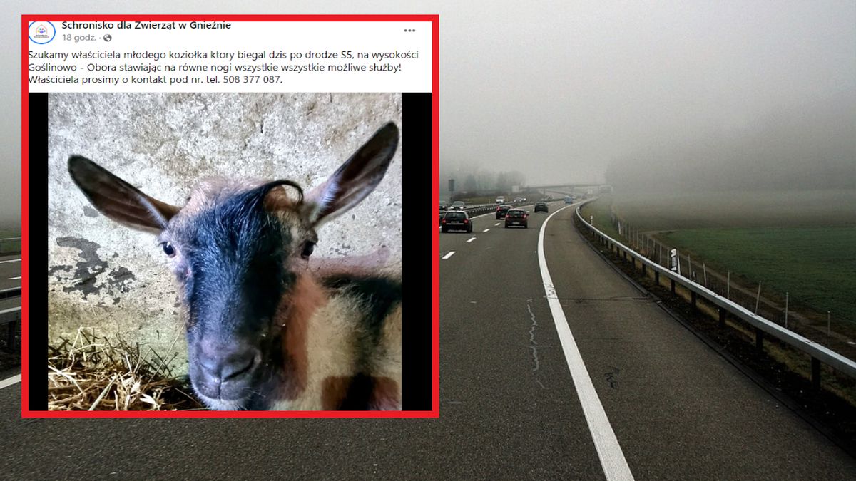Koziołek biegał po drodze ekspresowej