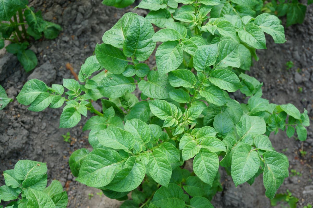 Maris Piper – odmiana ziemniaka z odpornością na zarazę i wirusy