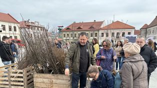W Bochni rozdawano sadzonki. Wystarczyło przynieść makulaturę