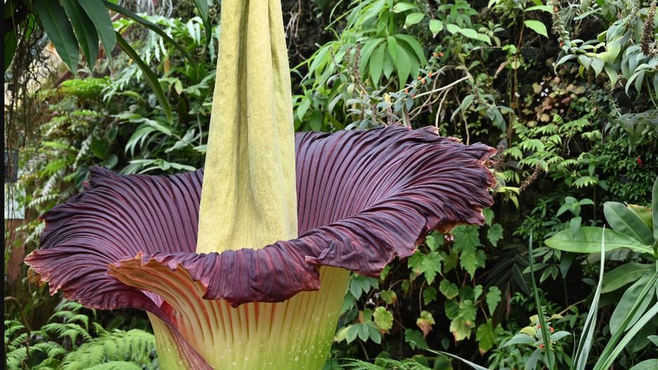 Gdy zakwita dziwidło olbrzymie, ogród botaniczny świętuje 