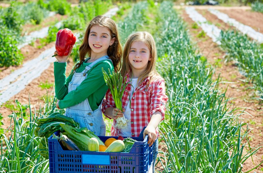 Rybnik grants PLN 4,000 for school gardens. “Extraordinary educational value”