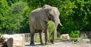Borysew: Zbiórka orzechów i żołędzi. Zoo Borysew zachęca