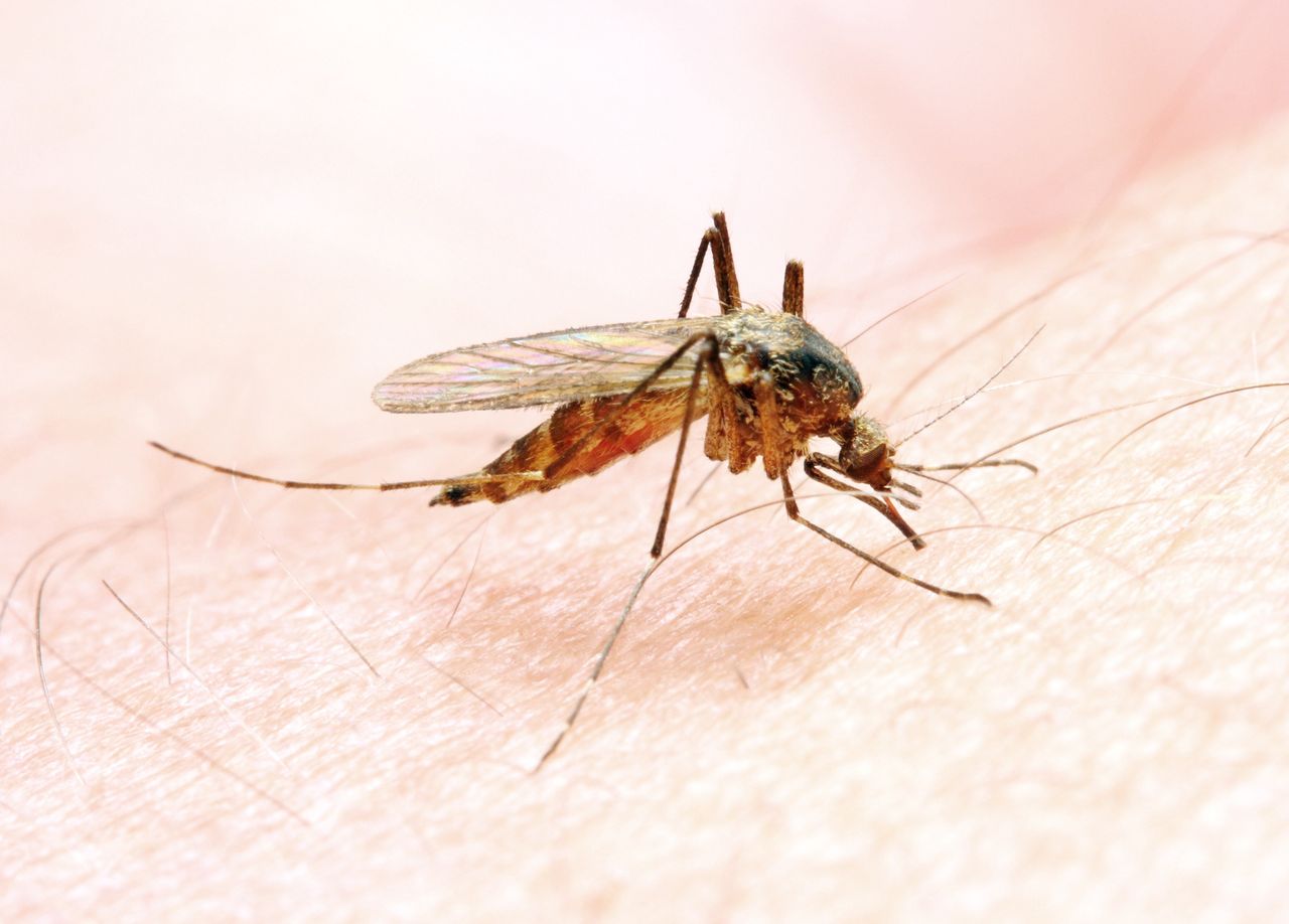 Jak ochronić się przed komarami?
