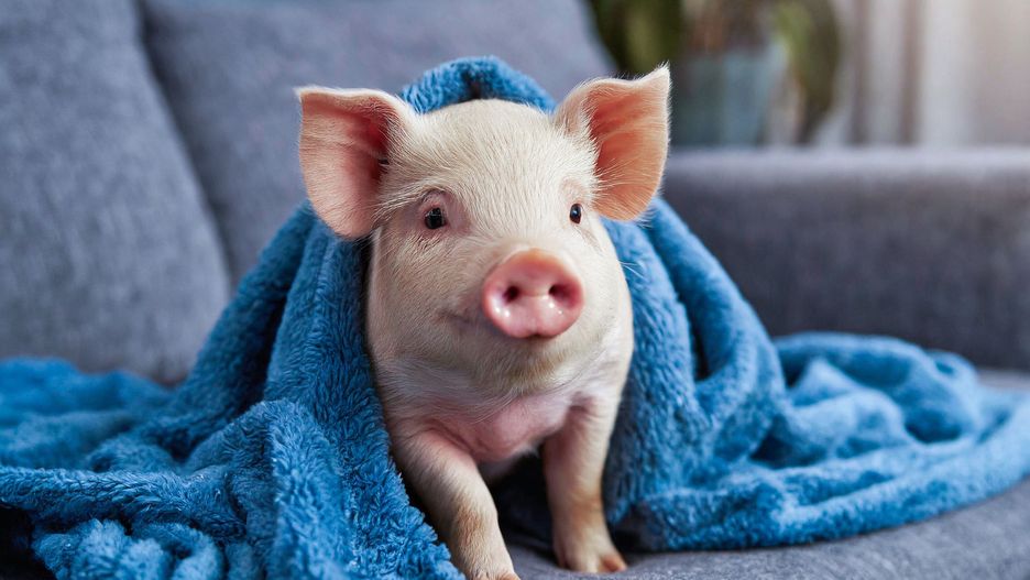 domowa, dom, pupil, zwierzak, pig, home, prosiak, leży, salon, koc, bez osób, prosiaczek, uroczy