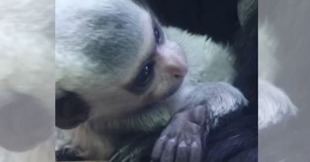 Wyjątkowy maluch w polskim zoo. "Wygląda jak mały, puszysty bałwanek"