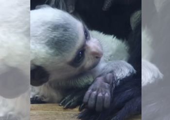 Wyjątkowy maluch w polskim zoo. "Wygląda jak mały, puszysty bałwanek"