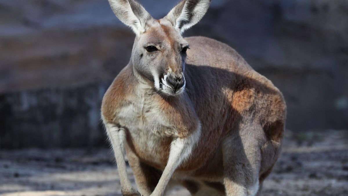 Emeryt z Australii został pobity przez kangura. (zd. podgl.).