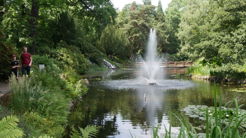 Ogród Botaniczny we Wrocławiu zachwyca latem. Kwitną hortensje, nenufary i róże, a wrocławianie szukają ochłody
