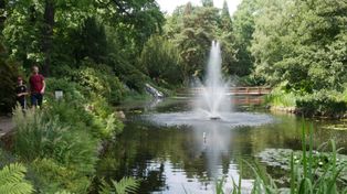 Ogród Botaniczny we Wrocławiu zachwyca latem. Kwitną hortensje, nenufary i róże, a wrocławianie szukają ochłody