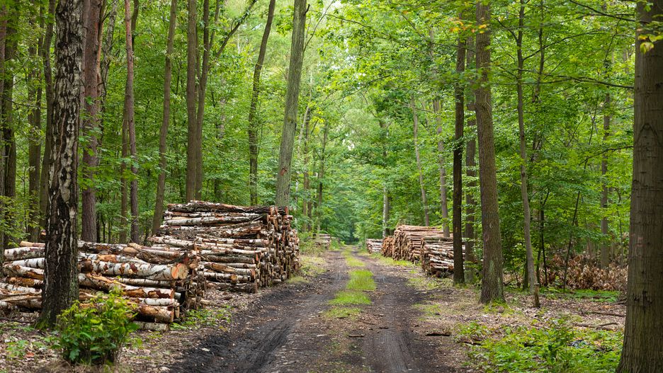 Takie stosy drewna znaleźć można spacerując po wielu lasach 