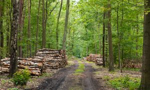 Co oznaczają kolorowe płytki na drewnie? Nadleśnictwo tłumaczy