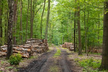 Co oznaczają kolorowe płytki na drewnie? Nadleśnictwo tłumaczy