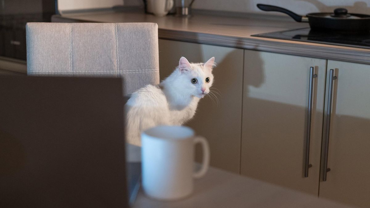 Człowiek w nocy nie spożywa posiłków, a kot? Wręcz przeciwnie! W naturze mruczki jedzą przez całą dobę