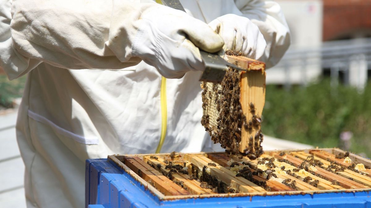 Greenpeace zaprezentował wyniki Wielkiego Testu Miodu  