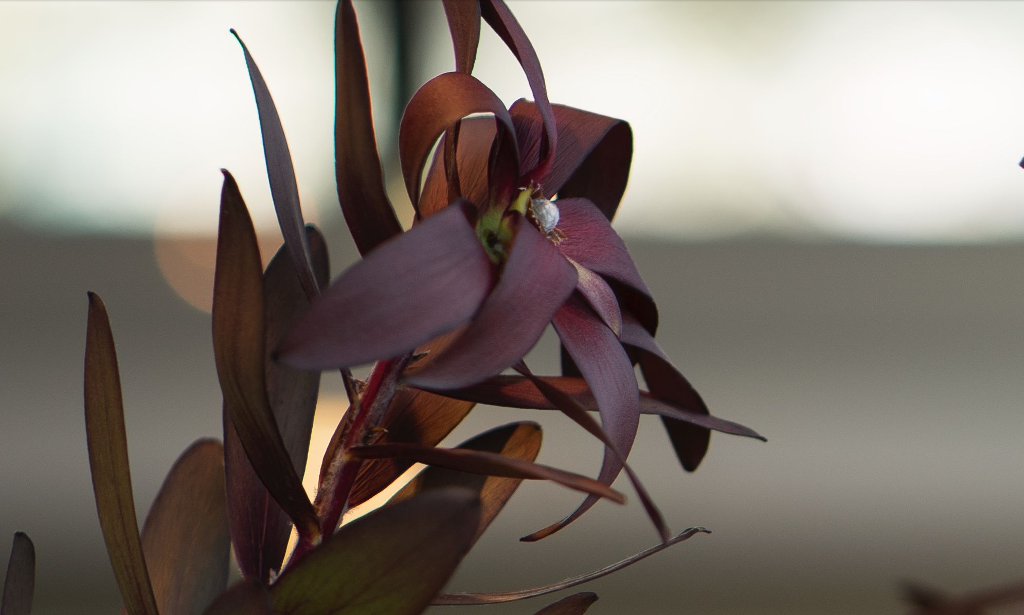 Paryskie klimaty czyli subiektywnie o Zeiss Batis 85 mm f/1.8 19