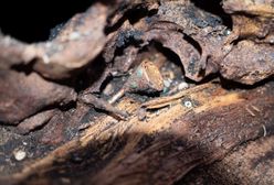 Zbiorowy grobowiec sprzed 2500 lat. Niezwykłe odkrycie archeologów w Rosji