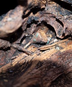 Zbiorowy grobowiec sprzed 2500 lat. Niezwykłe odkrycie archeologów w Rosji