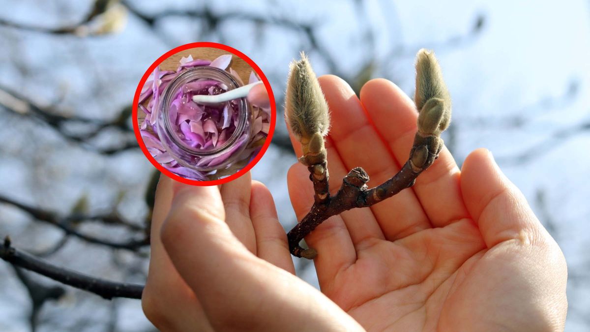 Nie tylko do ogrodu. Warto zrobić z nich ocet