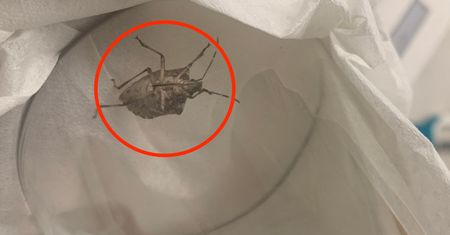 Wlatuje do domów. Pod żadnym pozorem nie dotykaj