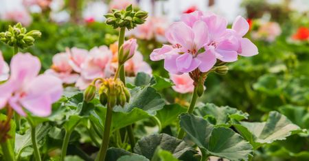 Tak przezimuj pelargonie. Wiosną obficie zakwitną