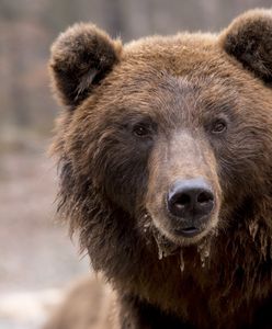 Niedźwiedź na ulicach Sanoka. Policja apeluje do mieszkańców