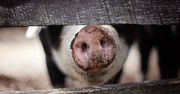 FDA zatwierdza medyczne i konsumpcyjne wykorzystanie genetycznie modyfikowanych świń