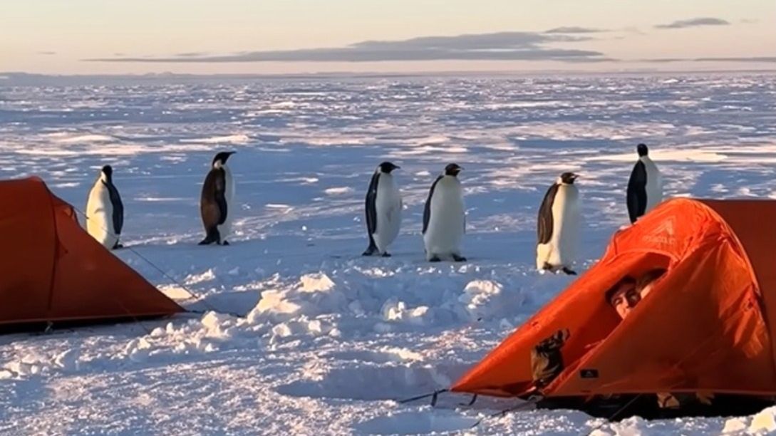 Pingwiny zaskoczyły szkolących się pilotów na Antarktydzie